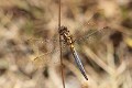 J14_1180 Orthetrum coerulescens